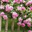 Rosen von Schust Garten- und Landschaftsbau
